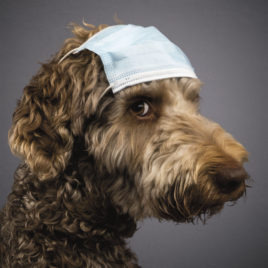 Hundekalender 2021 „Dogs Undercover“